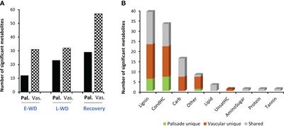 Spatiotemporal metabolic responses to water deficit stress in distinct leaf cell-types of poplar